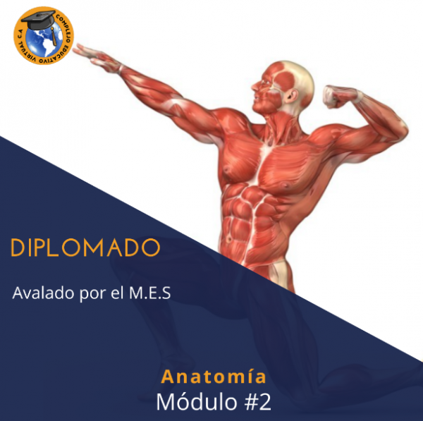 Modulo#2 Anatomia